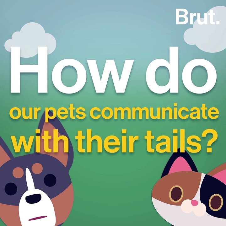 How pets communicate with their tails