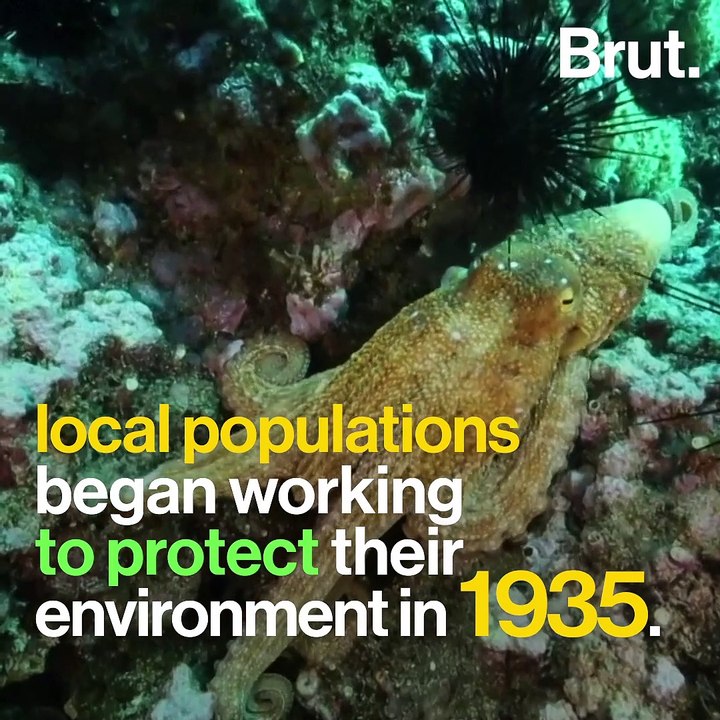 The Juan Fernández Islands are protecting their biodiversity