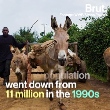 In Africa, donkeys are the new target of poachers