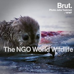 Global warming is killing the seals of lake Saimaa in Finland.