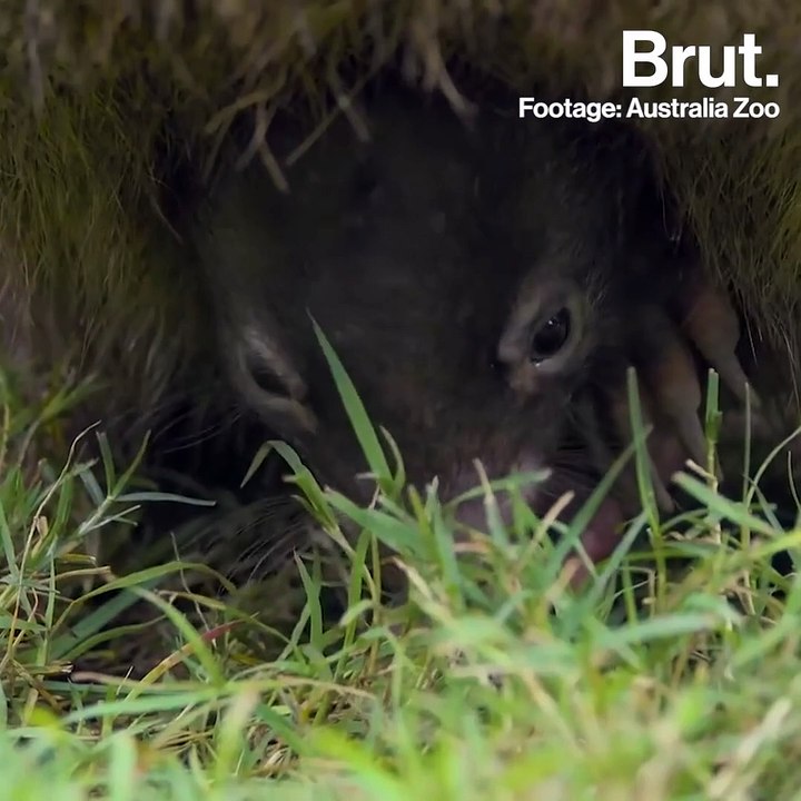 Meet the Wombat
