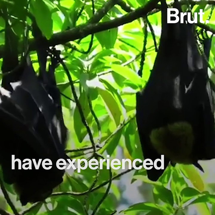 Australia: bats suffer from major heatwave