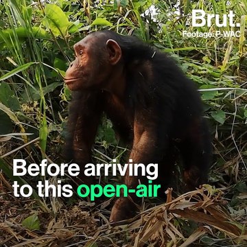 Rescued chimpanzees in the Democratic Republic of the Congo