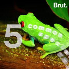 5 species that could go extinct