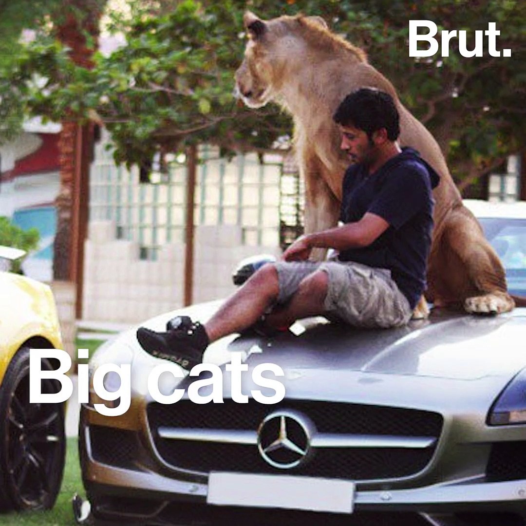 ⁣Wild animals as pets, a dangerous trend.