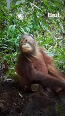 Meanwhile... Covid-19 poses a threat to great apes