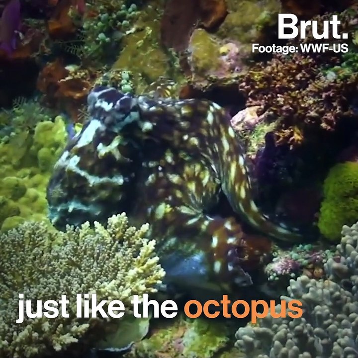 Cuttlefish can solve problems and create complex memories