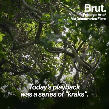 The sounds that monkeys make carry messages