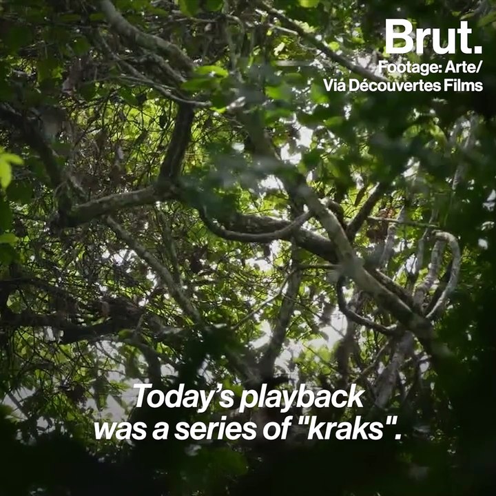 The sounds that monkeys make carry messages