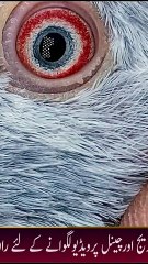 Subscribe Our YouTube Channel For Complete Videos https://www.youtube.com/@PakistanPigeonAssociation