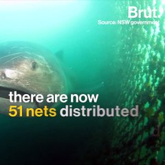 In Australia, shark nets are causing a controversy
