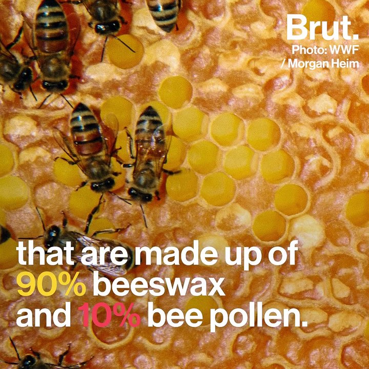 How do honeybees build their hives?