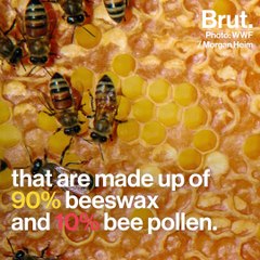 How do honeybees build their hives?