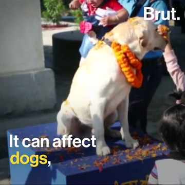 A third of all people worldwide are affected by zoonoses