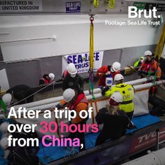 5 good news stories for the planet