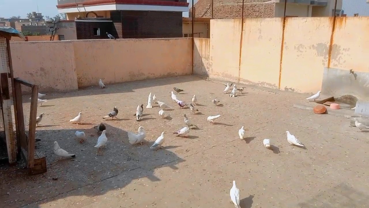 Bohat Nayab Dobaaz Kabootar pakda