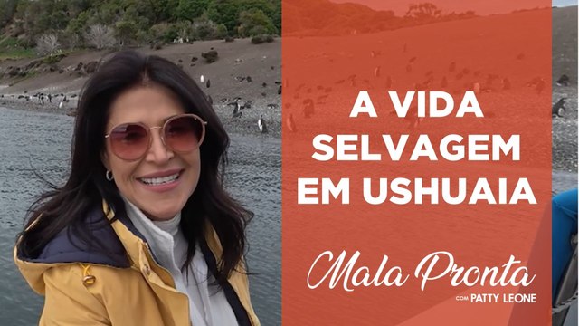 Pinguins, leões-marinhos e mais: conheça os animais exóticos de Ushuaia, na Argentina | MALA PRONTA