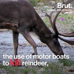 The Trump administration wants to reinstitute several hunting practices