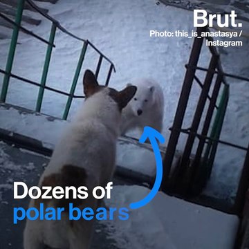 Polar bears invaded a Russian village