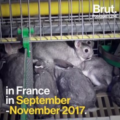 L214 denounced the living condition in rabbit breeding farms