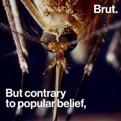 This is how mosquitoes choose their targets