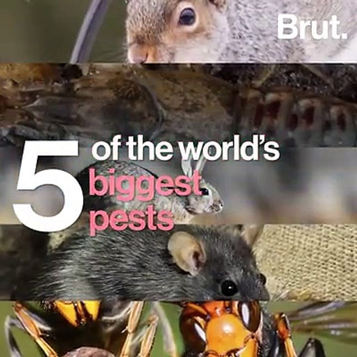 5 of the world's biggest pests - video Dailymotion