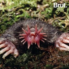 The star-nosed mole is the world's fastest-eating mammal