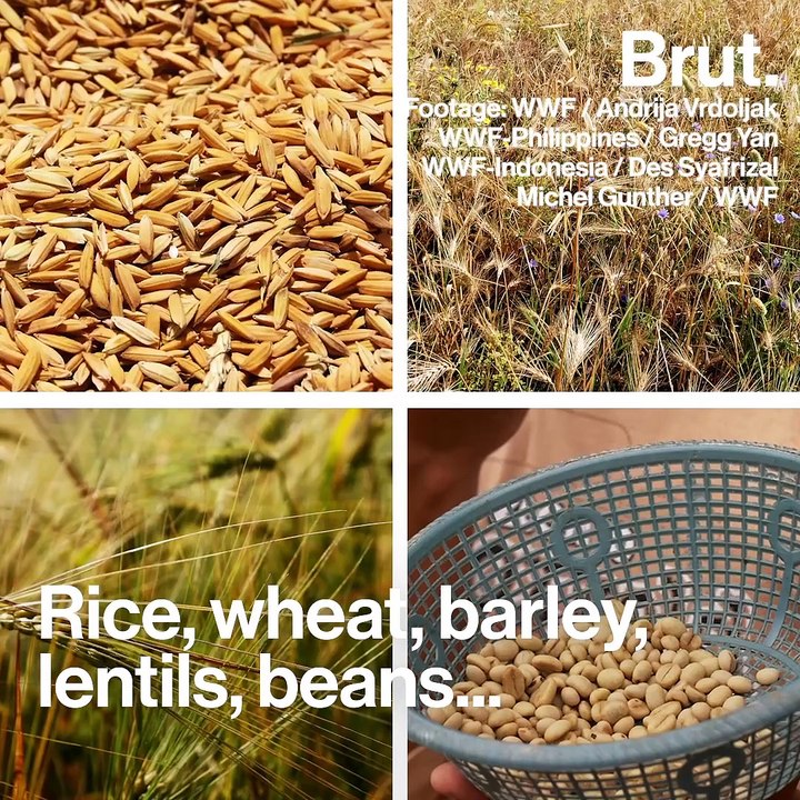 CO2 directly affects certain food crops