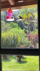 sítio virtuoso insta influencer