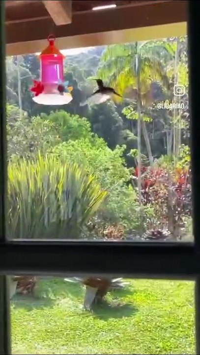 sítio virtuoso insta influencer