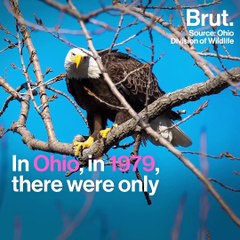 5 good news stories for the planet