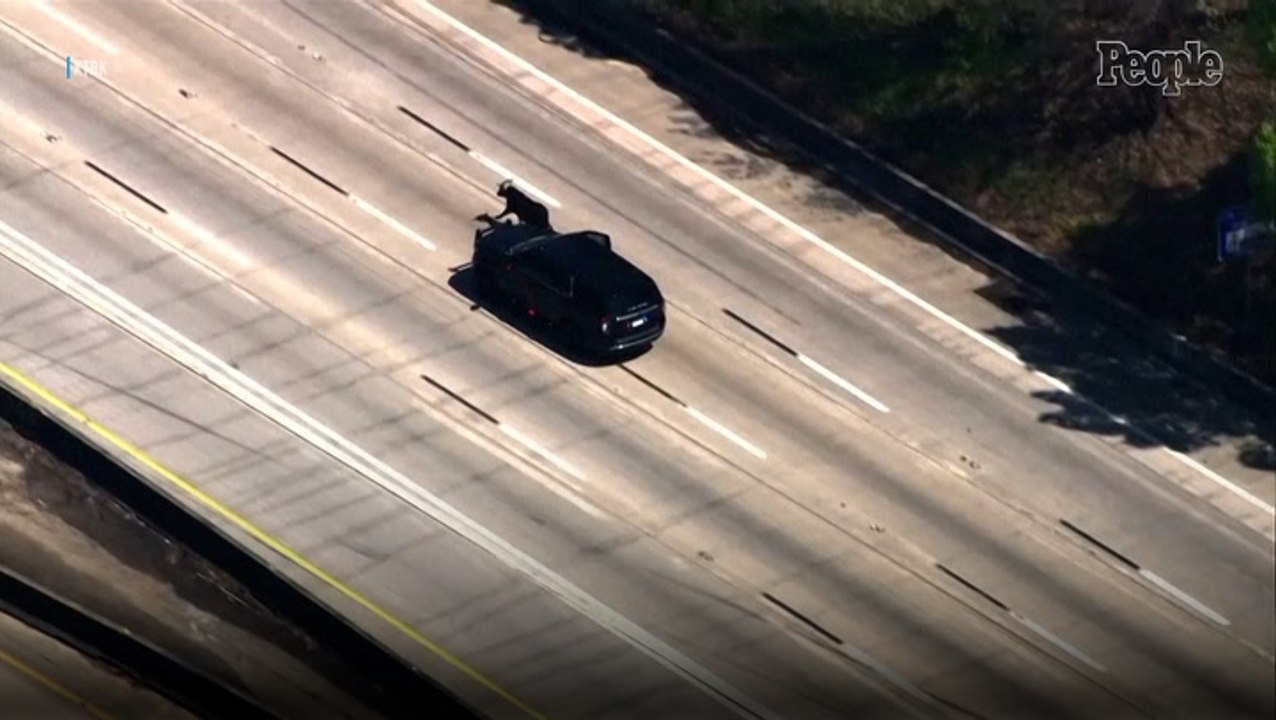 Only in Texas! Cows and Bulls Escape Trailer, Cause Traffic Chaos on Houston Freeway