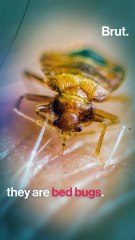 80 % of hotels in the US are faced with bed bugs