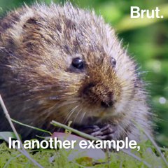 Humans are not the only ones capable of empathy