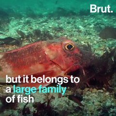 Meet the sea robin, a fish with legs and "wings"