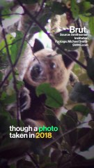 Meet the endangered tree-kangaroo