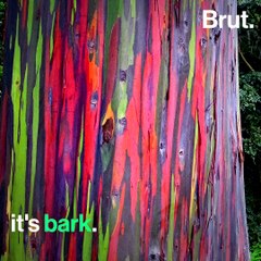 The rainbow eucalyptus is one of the most stunning trees