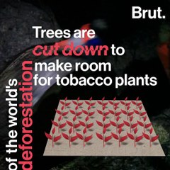 The impact of cigarettes on the environment