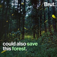 This firefly sanctuary aims to halt deforestation in this Mexican park