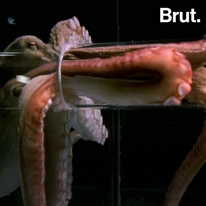 The octopus is very good at fleeing away from p...