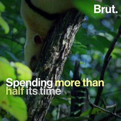 This anteater lives in the forests of South America