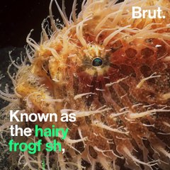 The antennariid is a bizarre animal but a really good hunter