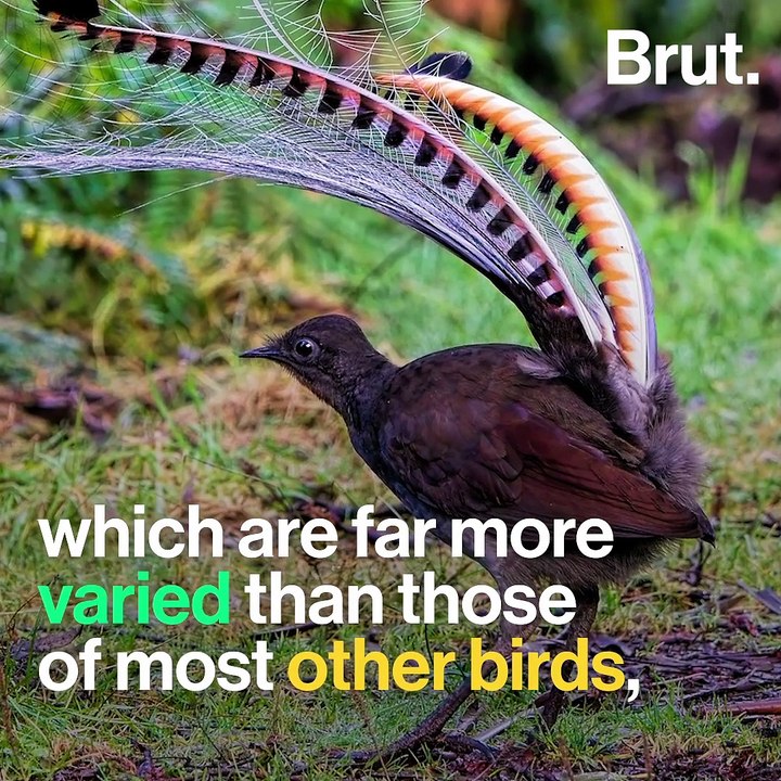 These birds can mimic many sounds from their environment