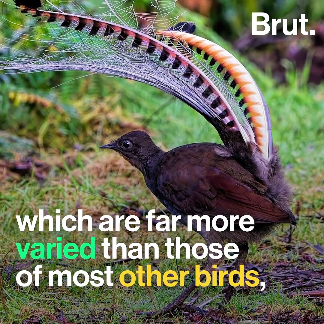 ⁣These birds can mimic many sounds from their environment