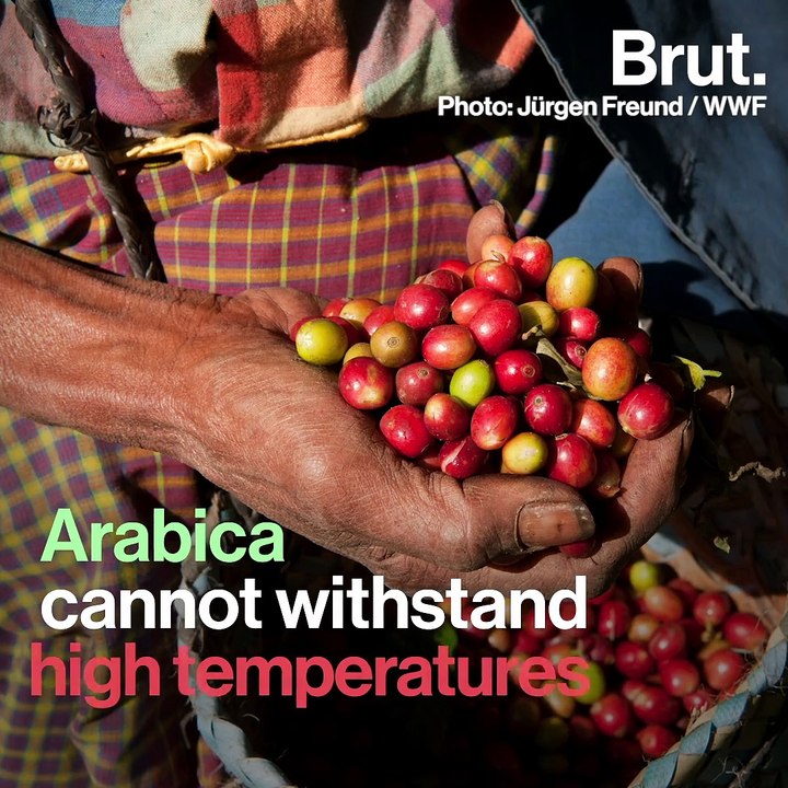 60% of wild coffee species are threatened with extinction