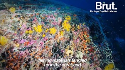 Divers are restoring coral reefs back to life