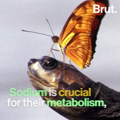 What are these butterflies doing to this turtle?