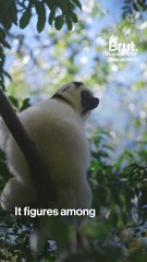The Silky sifaka, a lemur in critical danger of extinction