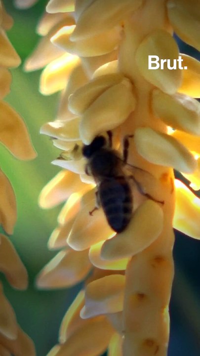 Social distancing is also found among bees