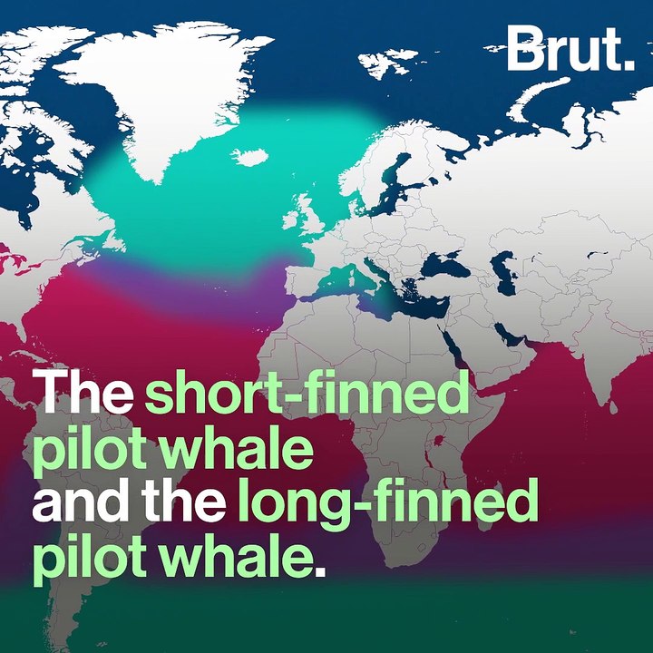 What is exactly a pilot whale?